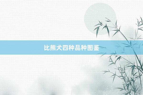 比熊犬四种品种图鉴
